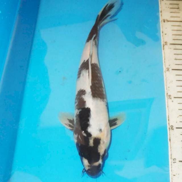 Shiro 28 cm