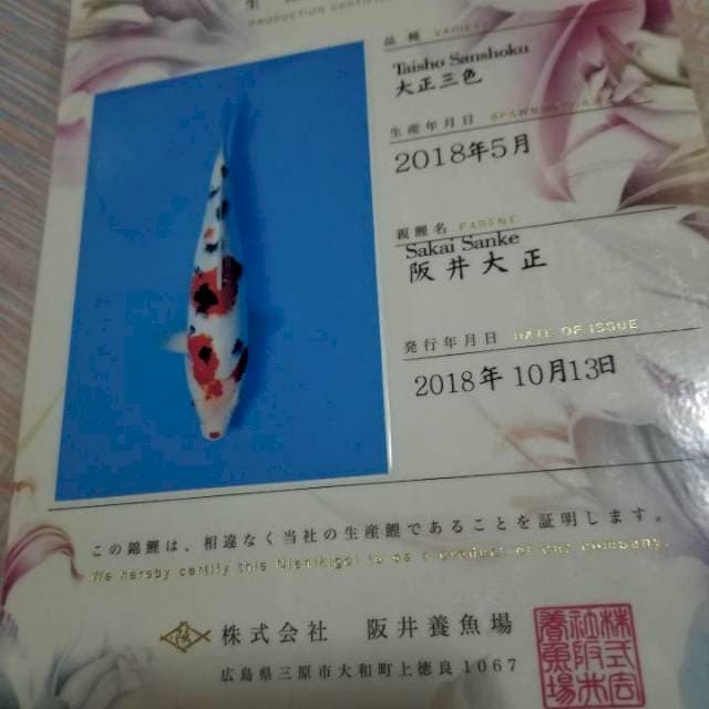 Sanke Sakai 46cm