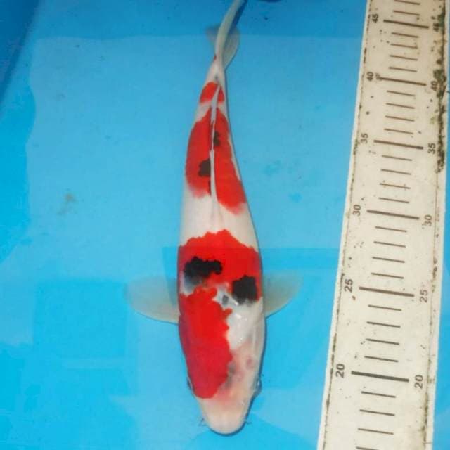 Sanke 26cm