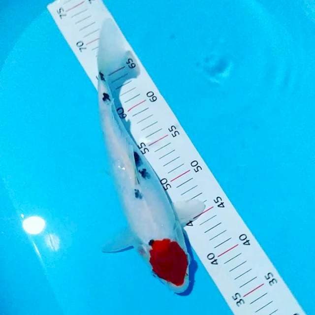 Tancho sanke 32cm