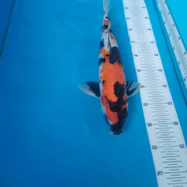 Showa 42 cm