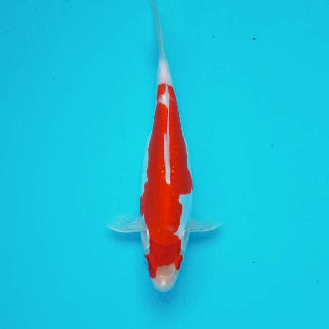 1. Doitsu Kohaku || 28 cm