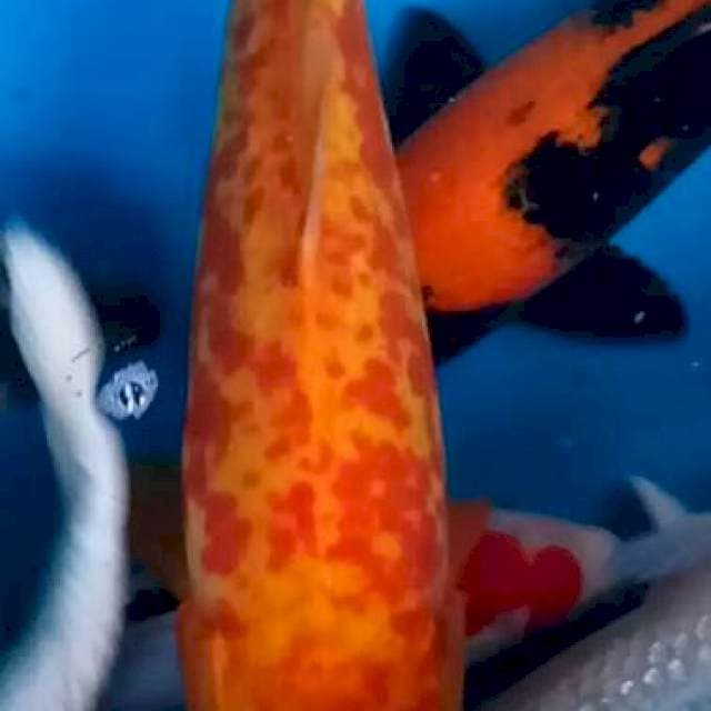 Gudhikigoi doit murni 35cm