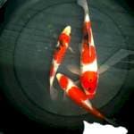 mix Kohaku Sanke, 20-28cm