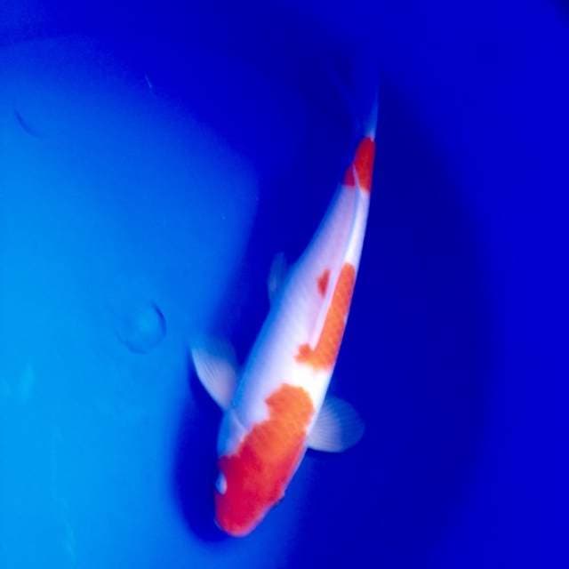 kohaku cantik 3 step
