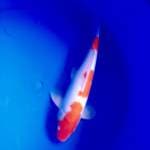 kohaku cantik 3 step
