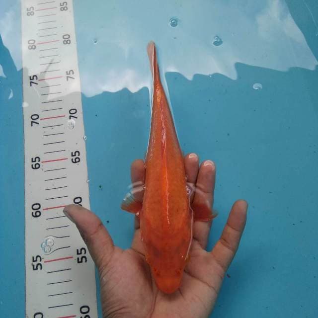 Polos~23cm