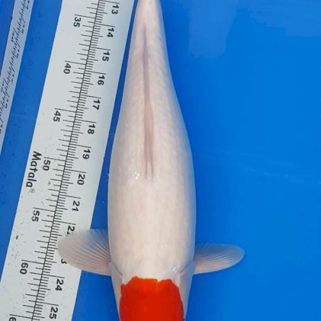 Tanco kohaku 45CM ORIGINAL