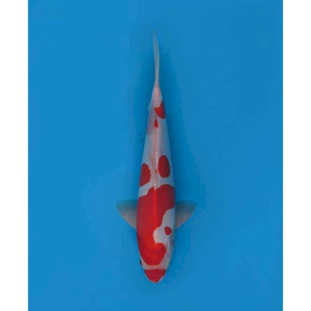 Kohaku Doitsu Murni, 36cm