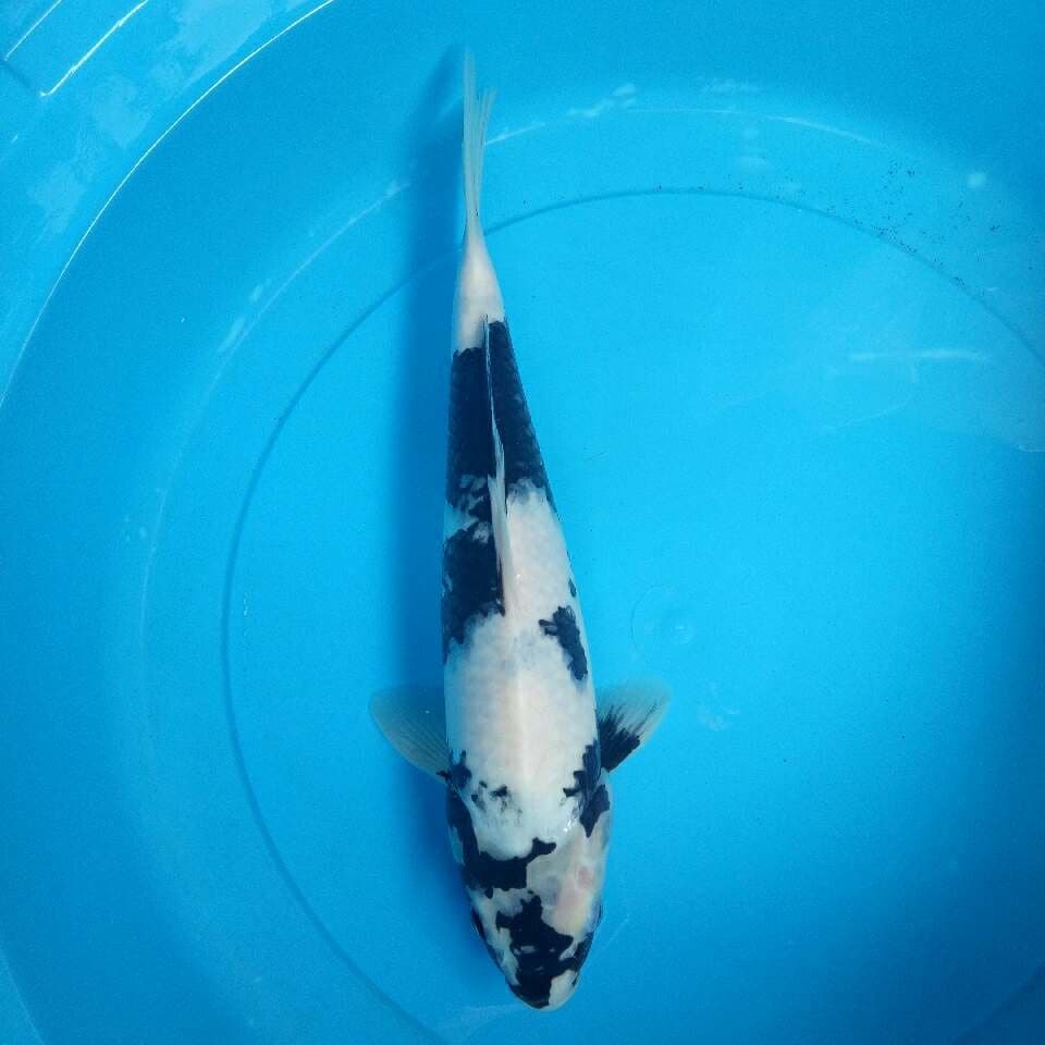 Shiro F1 35 cm