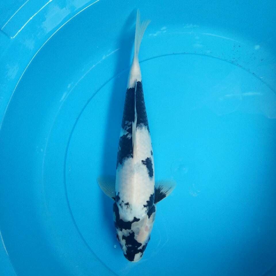 Shiro F1 35 cm