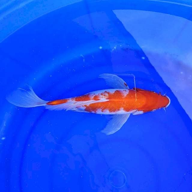 Kohaku kumpay