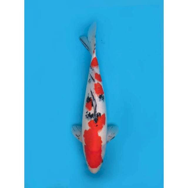 Taisho Sanke Jumbo , 44cm