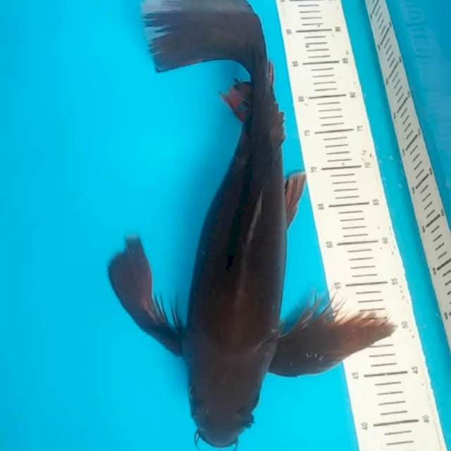 Monster kolam 62cm super cagoi slayer...joss banget