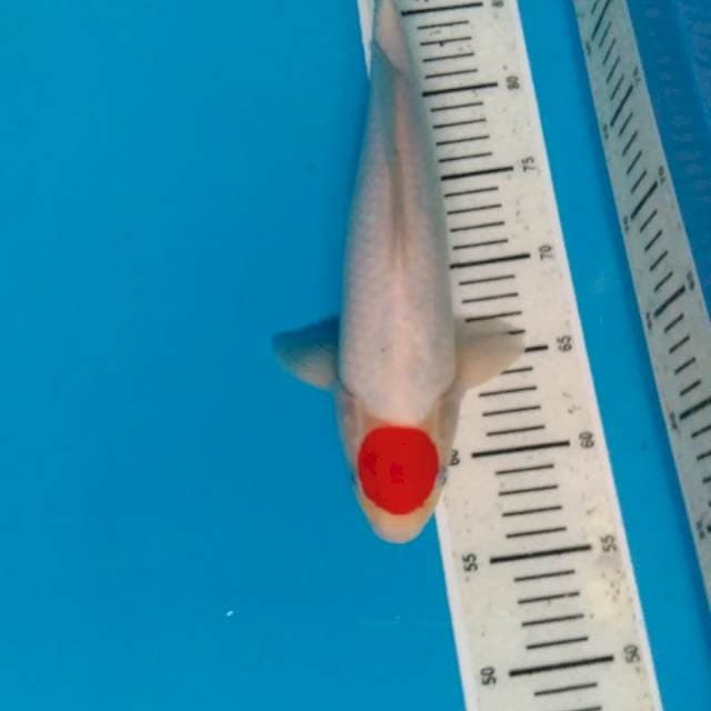 Tancho Kohako 35 CM (MALE)