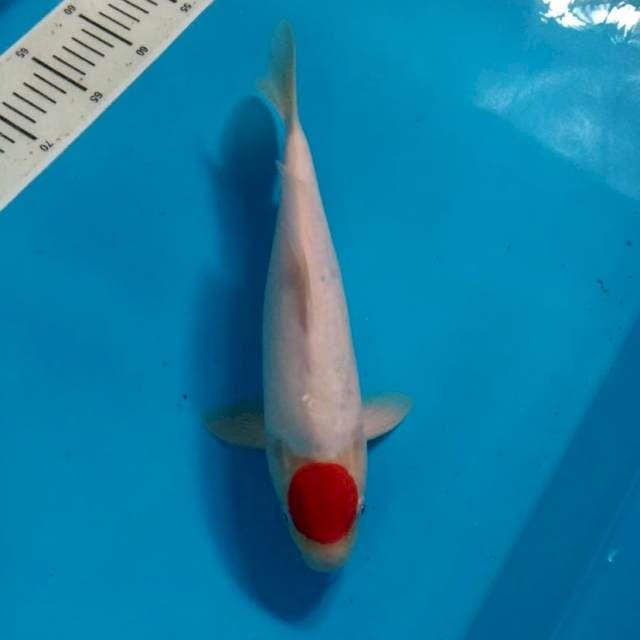 Tancho Kohako 35 CM (MALE)
