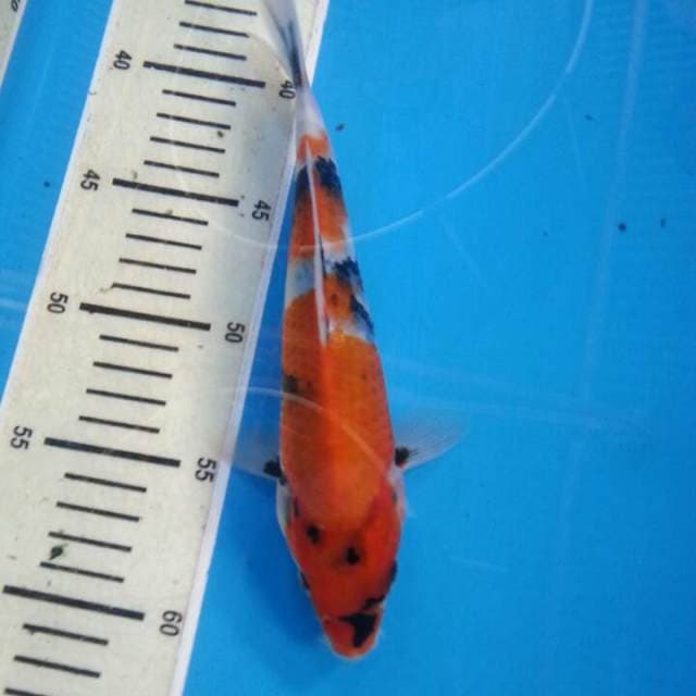 Sowa 23cm