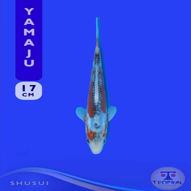 Shusui (Yamaju Farm) 17cm. Import & Sertifikat