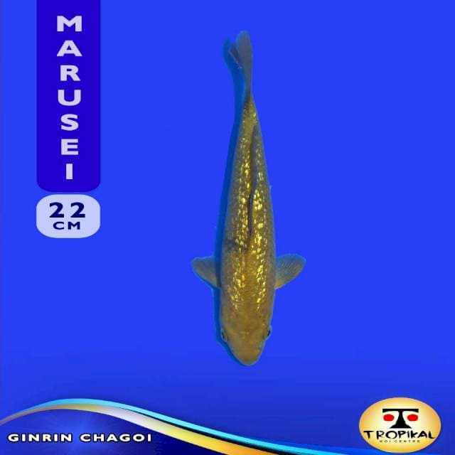 Ginrin Chagoi (Marusei Farm) 22cm. Import & Breeder Sertifikat