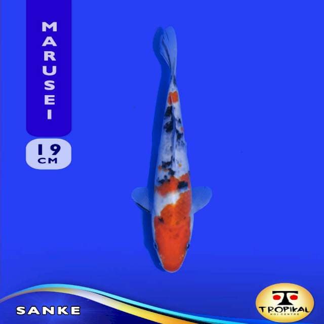 Sanke (Marusei Farm) 19cm. Import & Breeder Sertifikat