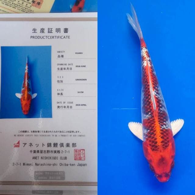 Kujaku import anetto