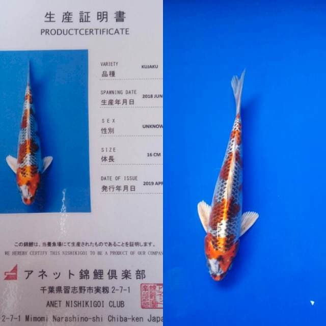Kujaku import anetto