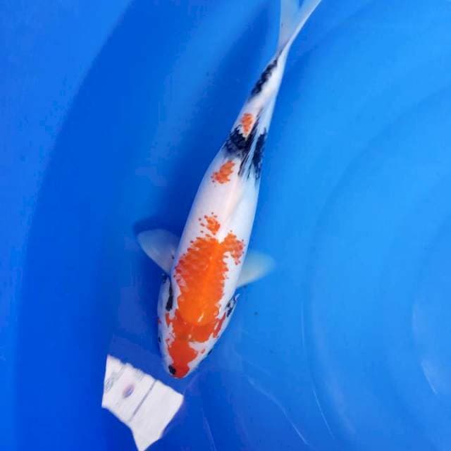 KANOKO sanshoku