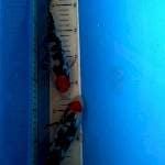 Tanco sanke 20-22cm 2ekor
