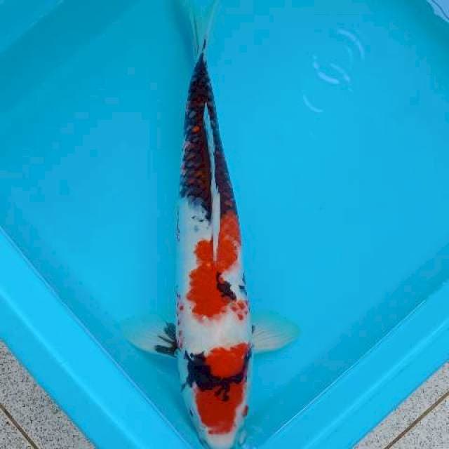 SHOWA KINDAI MOTOGORO 35 CM