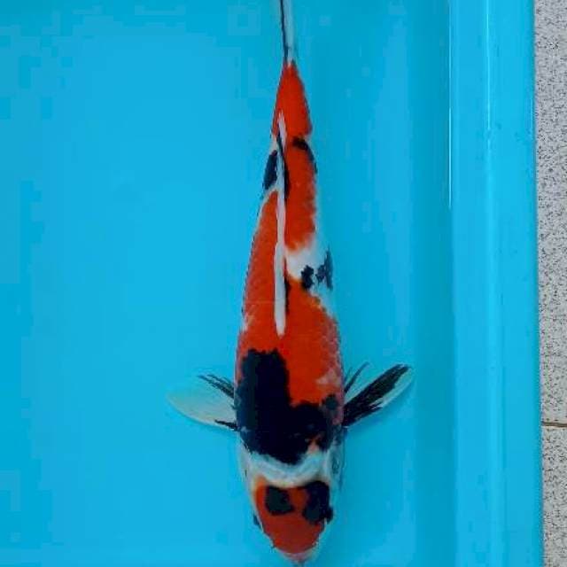 MARUTEN SHOWA 32 CM