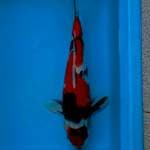 MARUTEN SHOWA 32 CM