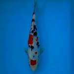 SANKE 28 CM