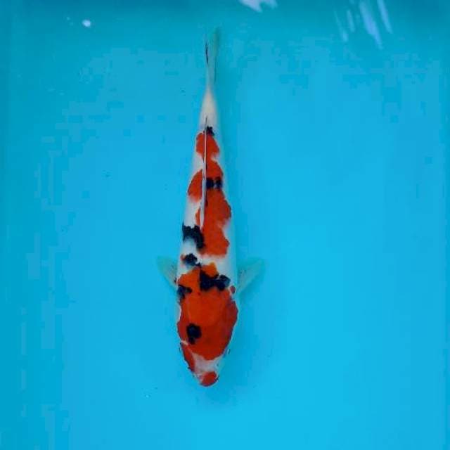 SANKE 25 CM