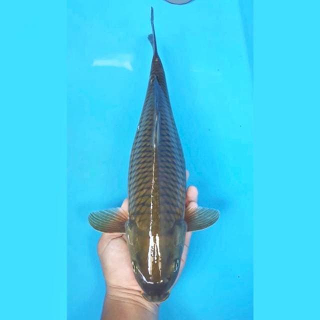 Chagoi jumbo 44cm