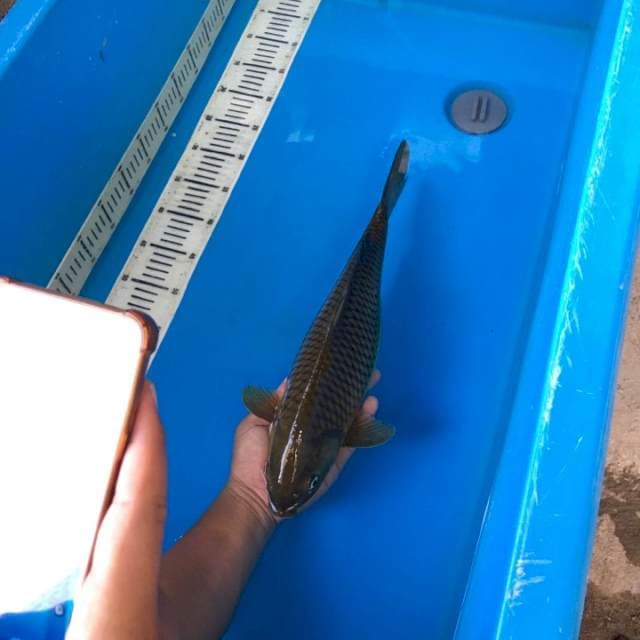 Chagoi jumbo 44cm