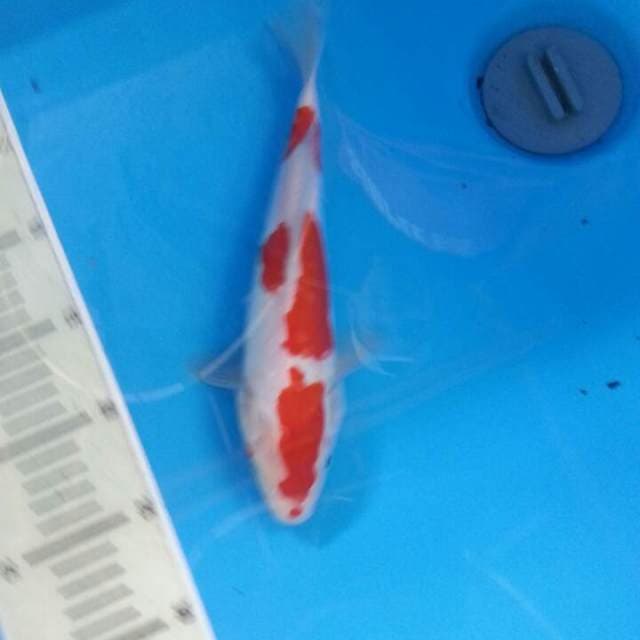 Kohaku doitsu ( tdk murni) 25cm