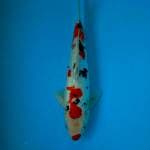 SANKE 30 CM