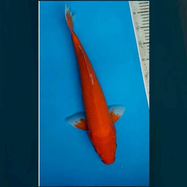 Aka hajiro 44cm male