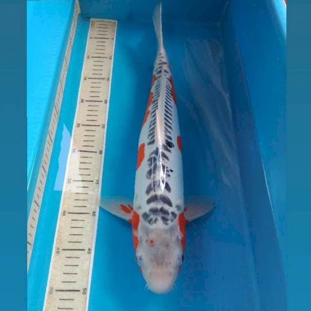 Shusui 48 cm