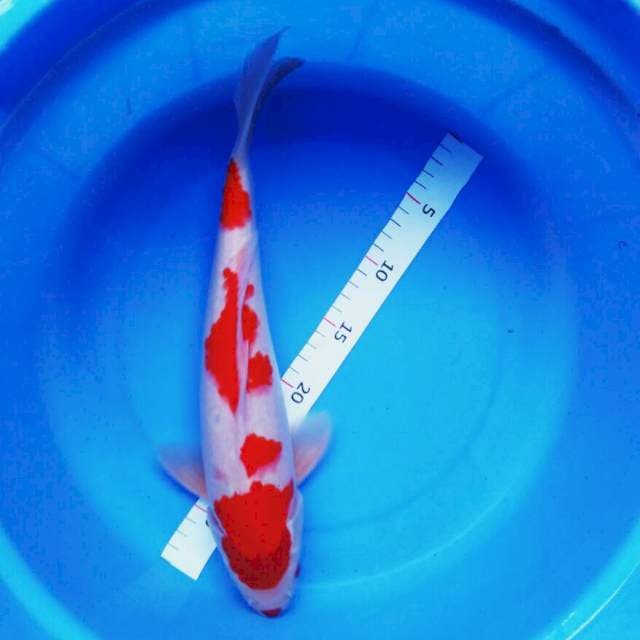 Kohaku kuchibeni 35cm male
