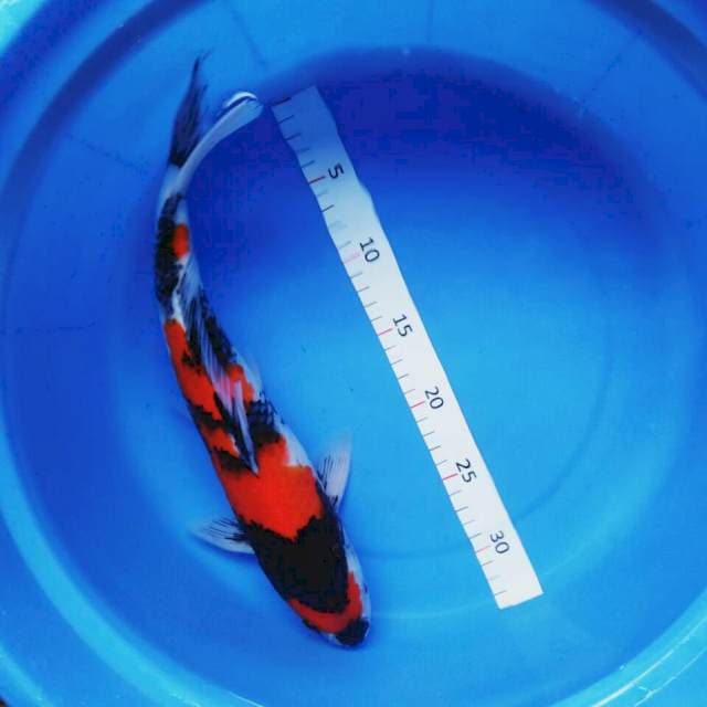 Hi showa 38cm male