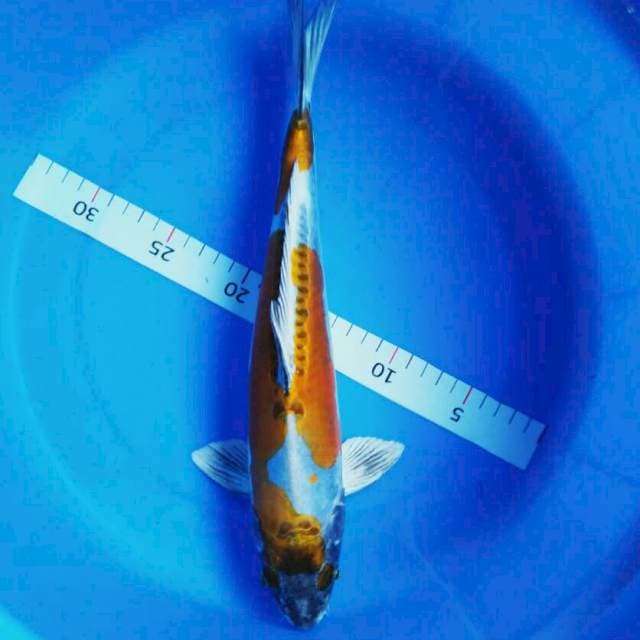 Kin kiko josss 35cm male