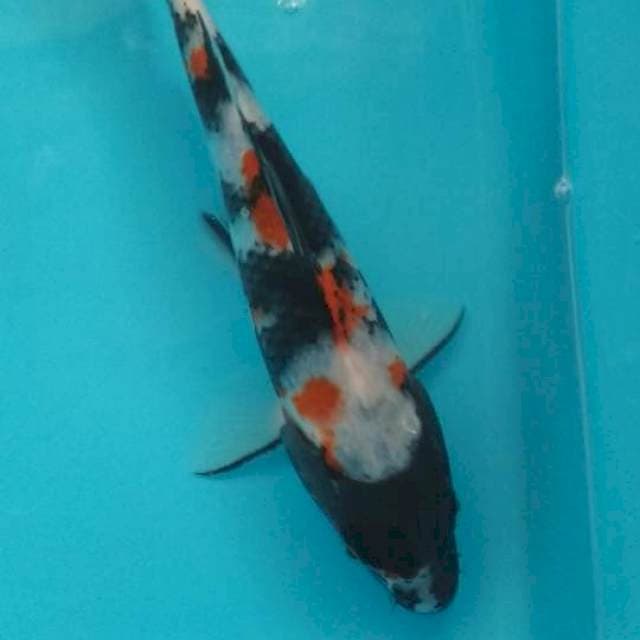 Showa 23 cm