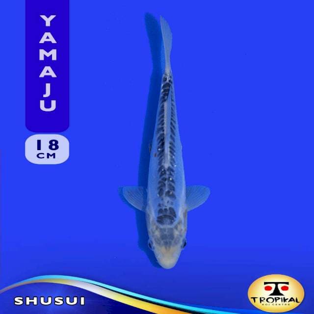 Shusui (Yamaju Farm) 18cm. Import & Sertifikat