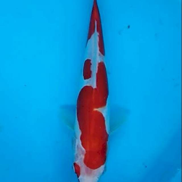 Red kohaku doitsu inazuma 27cm