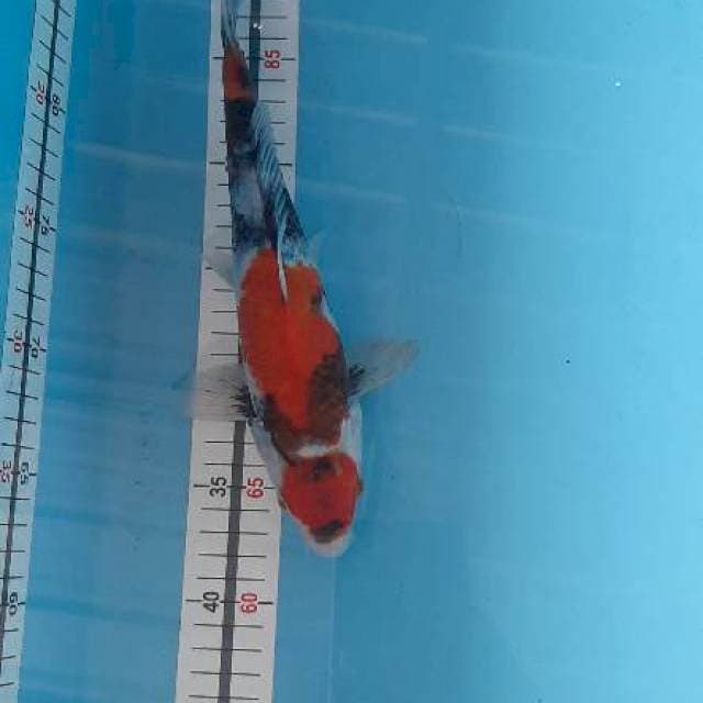 Showa marutin