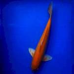 KARASI 38cm