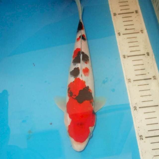 RAPI SANKE 30cm