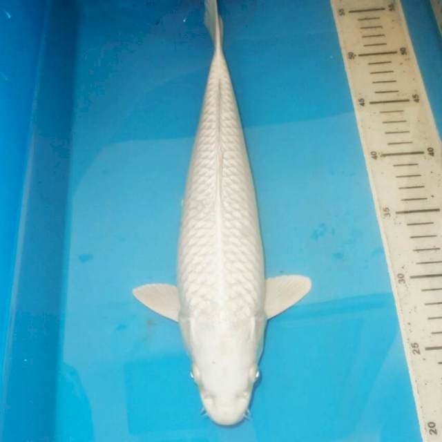 37cm PLATINUM TERPEDO
