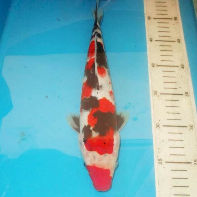 32cm SHOWA MOTOGORO